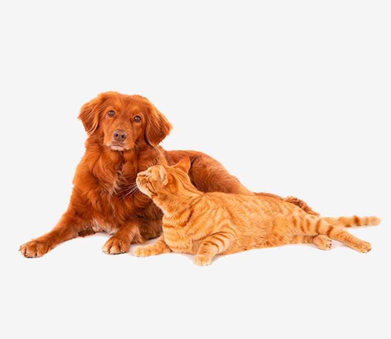 home-animales Clínica Veterinaria Añó en Valencia