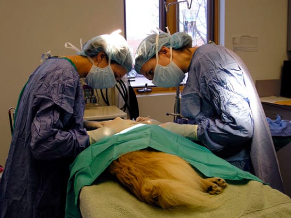 Clínica Veterinaria Añó en Valencia Clínica Veterinaria Añó en Valencia