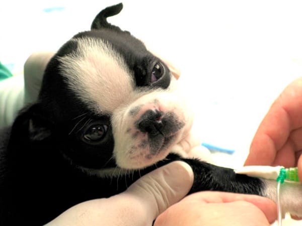 Clínica Veterinaria Añó en Valencia Clínica Veterinaria Añó en Valencia