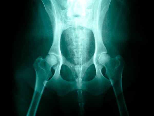 Clínica Veterinaria Añó en Valencia Clínica Veterinaria Añó en Valencia